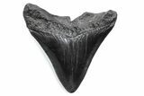 Fossil Megalodon Tooth - South Carolina #370469-1